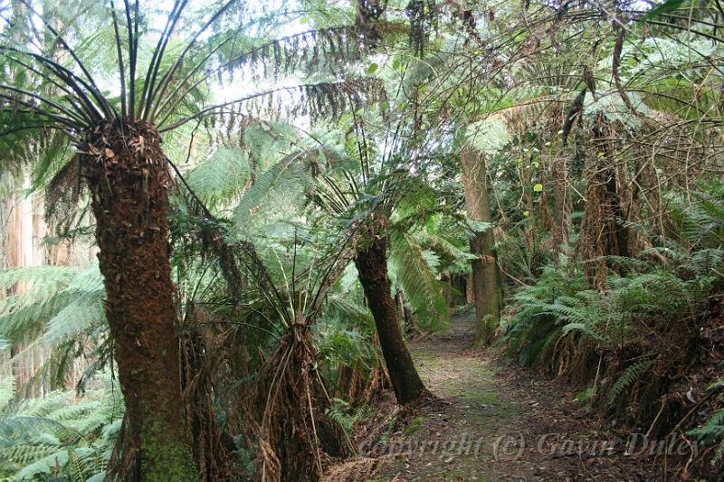 Tree fern gully, Pirianda Gardens IMG_7227.JPG